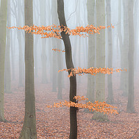 Buy canvas prints of Misty Beech Wood by Richard Burdon