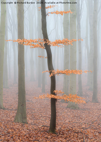 Misty Beech Wood Picture Board by Richard Burdon