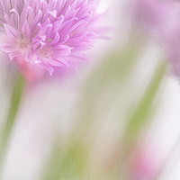 Buy canvas prints of Chives by Richard Burdon