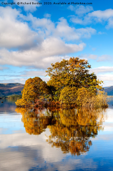 Autumn Colour at Milarrochy Bay Picture Board by Richard Burdon