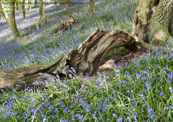 Bransdale Bluebells Picture Board by Richard Burdon