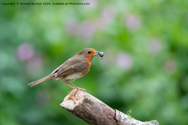 A Robin With Food Picture Board by Richard Burdon