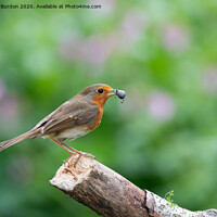 Buy canvas prints of A Robin With Food by Richard Burdon
