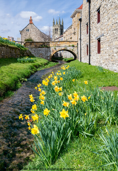 Daffodils at Helmsley Picture Board by Richard Burdon