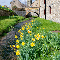 Buy canvas prints of Daffodils at Helmsley by Richard Burdon