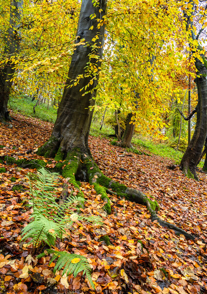 Autumn in Millington woods Picture Board by Richard Burdon