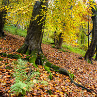 Buy canvas prints of Autumn in Millington woods by Richard Burdon