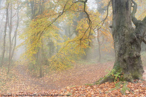 Autumn Mists Picture Board by Richard Burdon