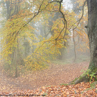 Buy canvas prints of Autumn Mists by Richard Burdon