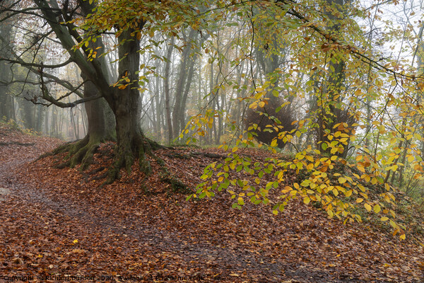 Autumn Ramble Picture Board by Richard Burdon