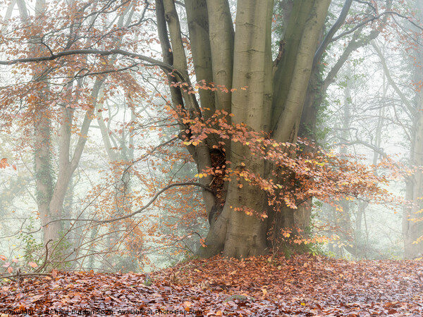 Misty Woodland Picture Board by Richard Burdon