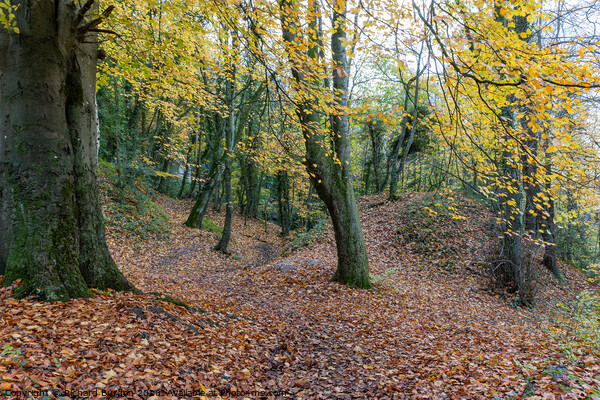 A Walk In The Woods Picture Board by Richard Burdon