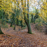 Buy canvas prints of A Walk In The Woods by Richard Burdon
