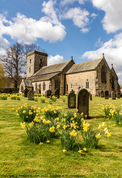 Hovingham Church In Spring Picture Board by Richard Burdon