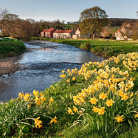Buy canvas prints of Spring Daffodils in Sinnington by Richard Burdon