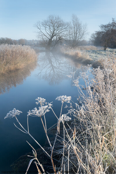 A Frosty Morning at Costa Beck Picture Board by Richard Burdon