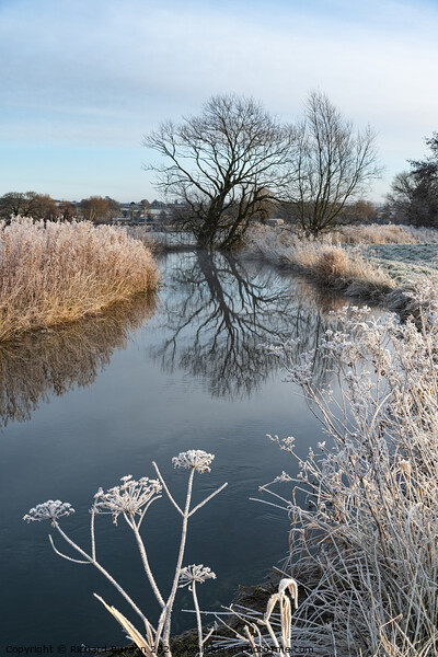 Frosted Cow Parsley Picture Board by Richard Burdon
