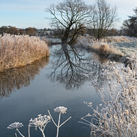 Buy canvas prints of Frosted Cow Parsley by Richard Burdon