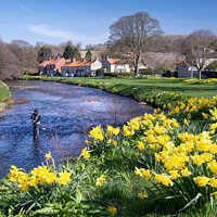 Buy canvas prints of Spring Daffodils in Sinnington by Richard Burdon