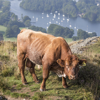 Buy canvas prints of  Luing Highland Cattle by Lee Wright