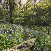 Buy canvas prints of  Shirtcliffe wood Bluebells by Lee Wright