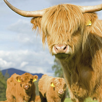 Buy canvas prints of  Highland coos! by Paul White