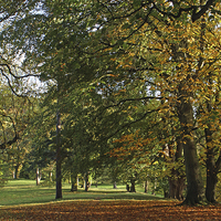 Buy canvas prints of  Autumn in the Park by Paul White