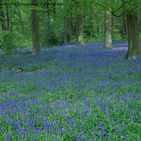 Buy canvas prints of Blue Bells by Tony Clement
