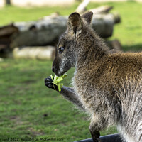 Buy canvas prints of Wallaby Eating by Tony Clement