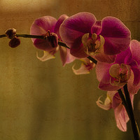 Buy canvas prints of Orchid by Tony Clement