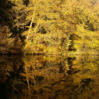 Buy canvas prints of Tree Reflexion in the River by Radka  Myslikova
