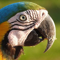 Buy canvas prints of  Parrot in Brazil by Elena Breeze