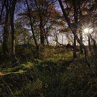 Buy canvas prints of sunlight through trees by mark dodd