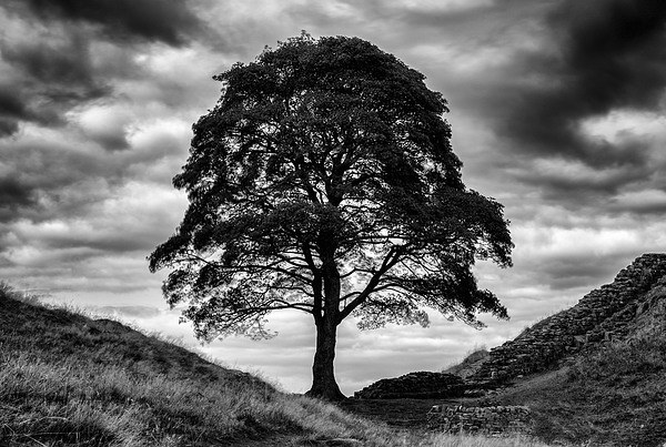  Sycamore Gap Framed Mounted Print by mark dodd