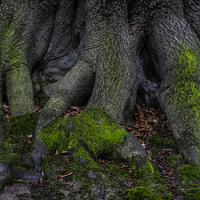 Buy canvas prints of Green Claws by mark dodd