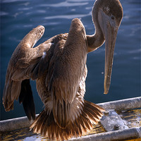 Buy canvas prints of Pelican (color) by Tyler  Crocker