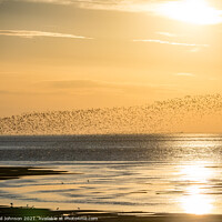 Buy canvas prints of Flock of birds in the sunset  by Gail Johnson