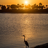 Buy canvas prints of Blue Heron in the sunset  by Gail Johnson