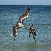 Buy canvas prints of pelicans diving  by Gail Johnson