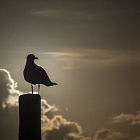 Buy canvas prints of Seagull in the sunset  by Gail Johnson