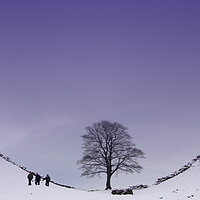 Buy canvas prints of Sycamore Gap by Gail Johnson