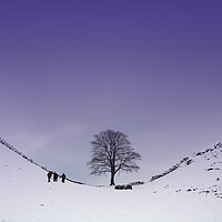 Buy canvas prints of Sycamore Gap by Gail Johnson