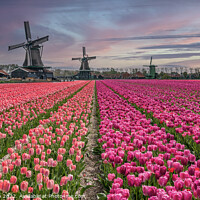 Buy canvas prints of Tulips and Windmills at sunrise by Gail Johnson