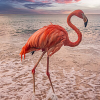 Buy canvas prints of Flamingo at the beach at sunset  by Gail Johnson