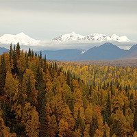 Buy canvas prints of Autumn in Denali National Park by Gail Johnson
