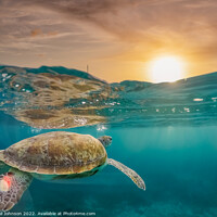 Buy canvas prints of Turtle underwater at sunset  by Gail Johnson