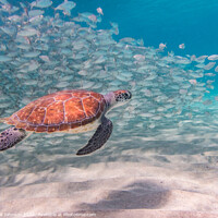 Buy canvas prints of Turtle underwater with fish by Gail Johnson