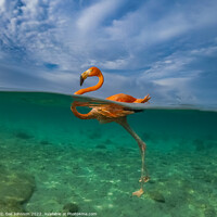 Buy canvas prints of Flamingo  swimming i by Gail Johnson