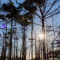 Buy canvas prints of Newborough Forest  by Gail Johnson