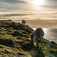 Buy canvas prints of Wild Welsh Pony in the sunset by Gail Johnson